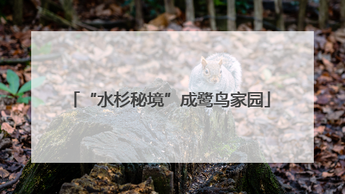“水杉秘境”成鹭鸟家园