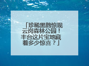 珍稀黑鹳惊现云岗森林公园！丰台这片宝地藏着多少惊喜？