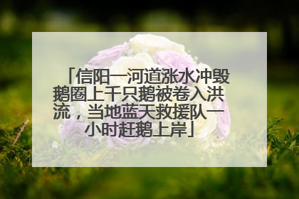 信阳一河道涨水冲毁鹅圈上千只鹅被卷入洪流，当地蓝天救援队一小时赶鹅上岸