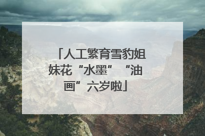人工繁育雪豹姐妹花“水墨”“油画”六岁啦