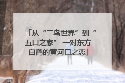 从“二鸟世界”到“五口之家” 一对东方白鹳的黄河口之恋