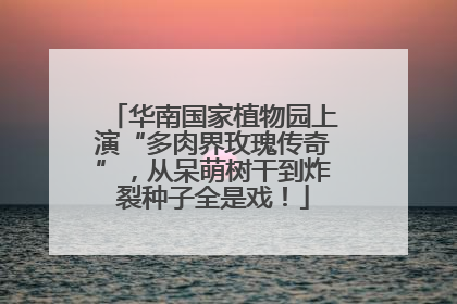 华南国家植物园上演“多肉界玫瑰传奇”，从呆萌树干到炸裂种子全是戏！