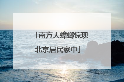 南方大蟑螂惊现北京居民家中