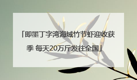 即墨丁字湾海域竹节虾迎收获季 每天20万斤发往全国