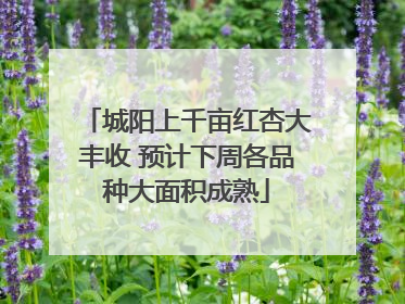 城阳上千亩红杏大丰收 预计下周各品种大面积成熟