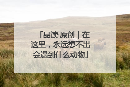 品读·原创｜在这里，永远想不出会遇到什么动物