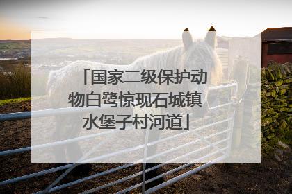 国家二级保护动物白鹭惊现石城镇水堡子村河道