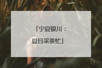 宁夏银川：夏日采茶忙