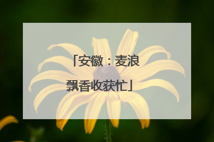 安徽：麦浪飘香收获忙