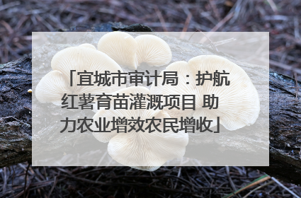 宜城市审计局：护航红薯育苗灌溉项目 助力农业增效农民增收