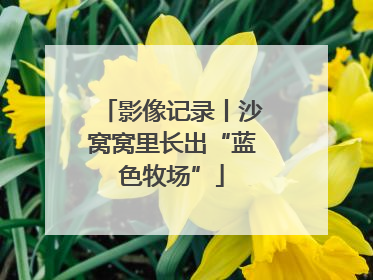 影像记录丨沙窝窝里长出“蓝色牧场”