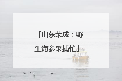山东荣成：野生海参采捕忙