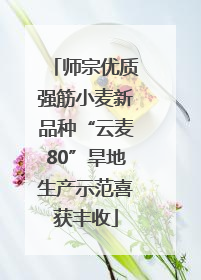 师宗优质强筋小麦新品种“云麦80”旱地生产示范喜获丰收