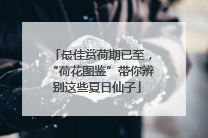 最佳赏荷期已至，“荷花图鉴”带你辨别这些夏日仙子