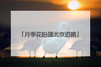 月季花扮靓北京道路