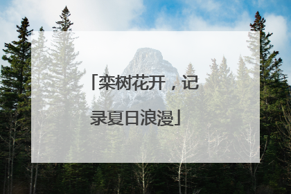 栾树花开，记录夏日浪漫