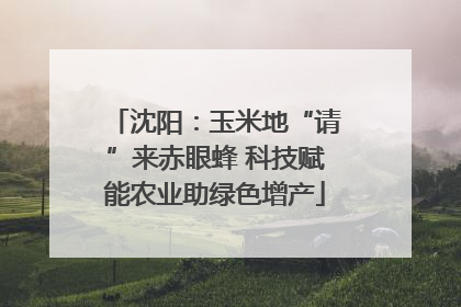 沈阳：玉米地“请”来赤眼蜂 科技赋能农业助绿色增产