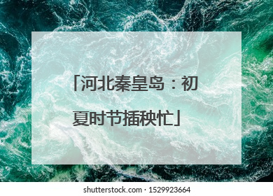 河北秦皇岛：初夏时节插秧忙