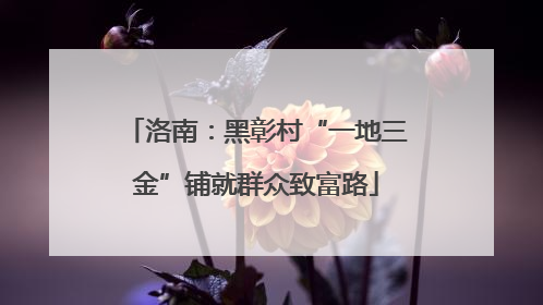 洛南：黑彰村“一地三金”铺就群众致富路
