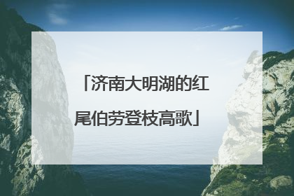 济南大明湖的红尾伯劳登枝高歌