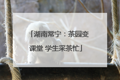 湖南常宁：茶园变课堂 学生采茶忙