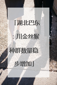 湖北巴东：川金丝猴种群数量稳步增加