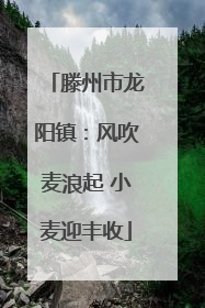 滕州市龙阳镇：风吹麦浪起 小麦迎丰收