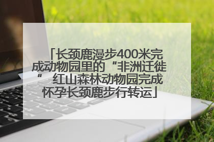 长颈鹿漫步400米完成动物园里的“非洲迁徙” 红山森林动物园完成怀孕长颈鹿步行转运
