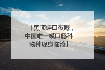 黑顶蛙口夜鹰，中国唯一蟆口鸱科物种现身临沧
