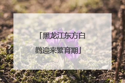 黑龙江东方白鹳迎来繁育期
