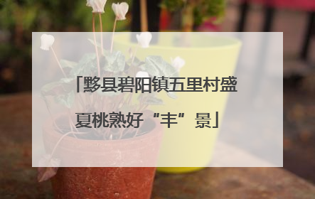 黟县碧阳镇五里村盛夏桃熟好“丰”景